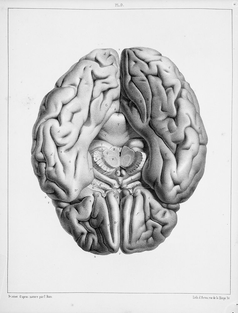 Traité complet de l'anatomie, de la physiologie, et de la pathologie du système nerveux cérébro-spinal ... 1re partie.…