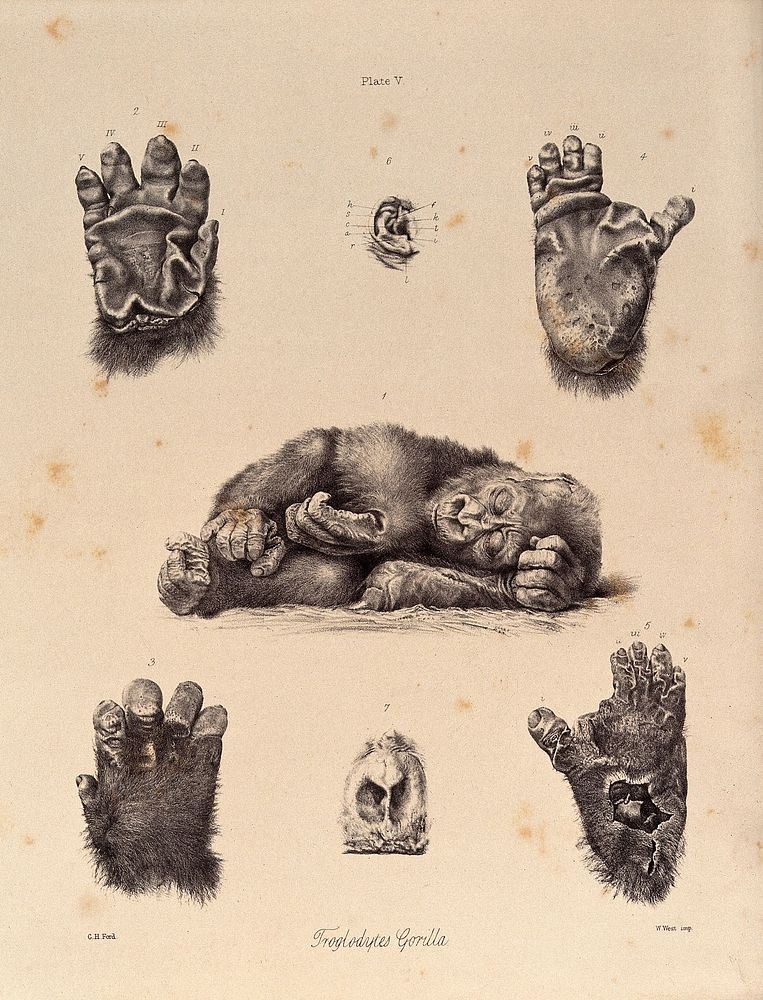 The hands, feet, nose and ear of a gorilla. Lithograph by G H Ford.