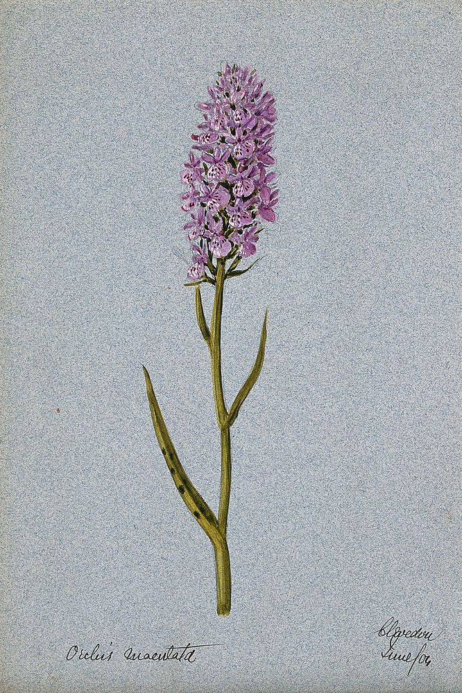 Early purple orchid (Orchis mascula): flowering stem. Watercolour, 1904.
