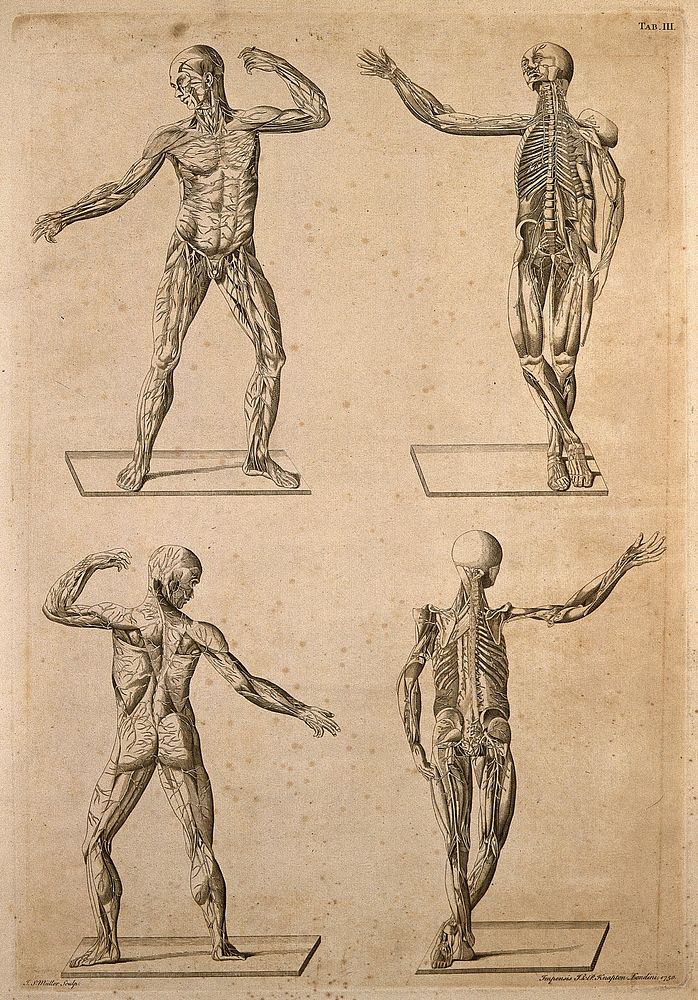 Anatomy of nerves: four figures (two above anterior, two below posterior). Engraving by J.S. Muller after B. Eustachius…