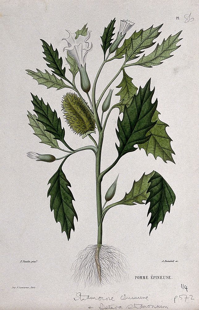 Thorn-apple or Jamestown weed (Datura stramonium): entire flowering and fruiting plant. Coloured etching by A. Duménil, c.…