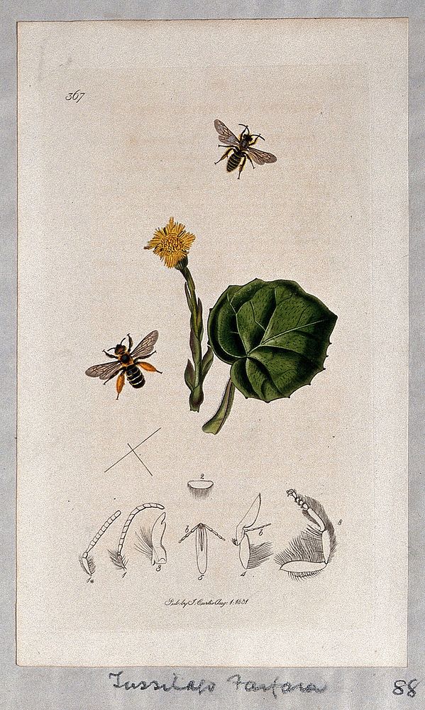 Coltsfoot flower and leaf (Tussilago farfara) with an associated insect and its anatomical segments. Coloured etching, c.…