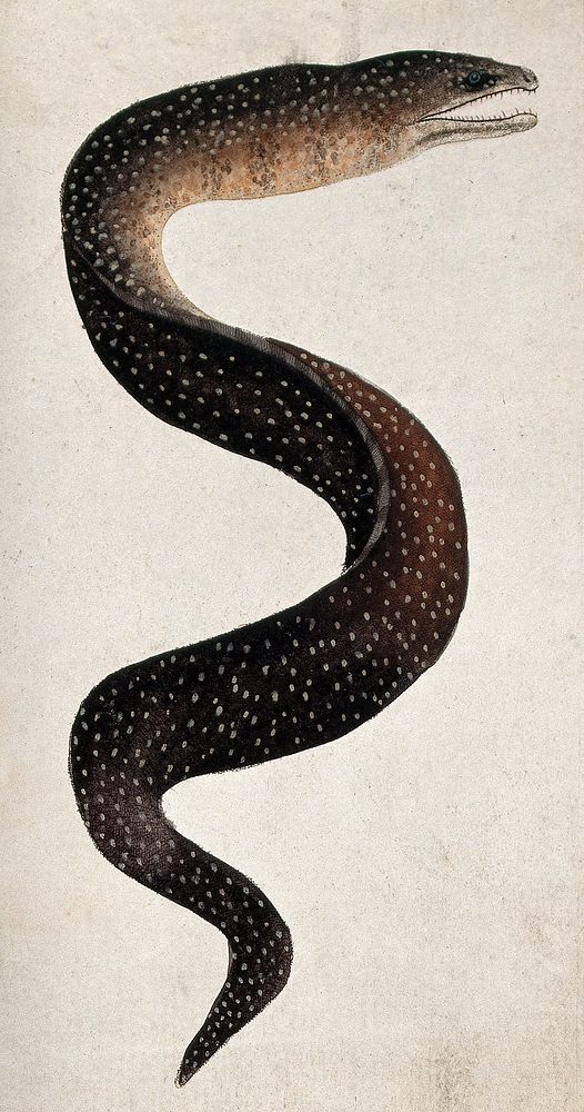 A spotted eel. Coloured etching.