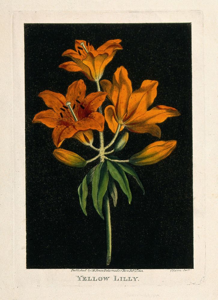 Orange lily (Lilium species): flowering stem. Coloured etching by J. Harris, c. 1805.