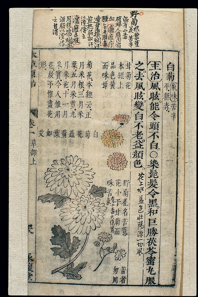 Chinese Materia medica, C17: Plant drugs, Chrysanthemum