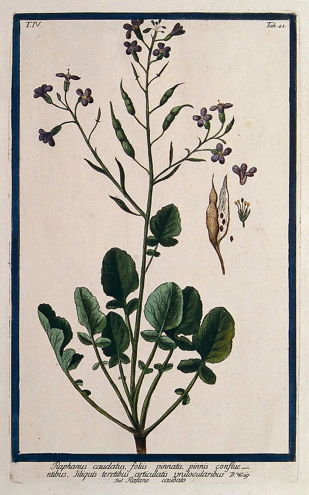 Radish (Raphanus caudatus): flowering and fruiting stem with separate floral segments, fruit and seed. Coloured etching by…