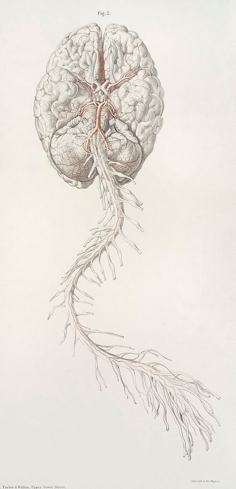 The anatomy of the arteries of the human body and its applications to pathology and operative surgery with a series of…
