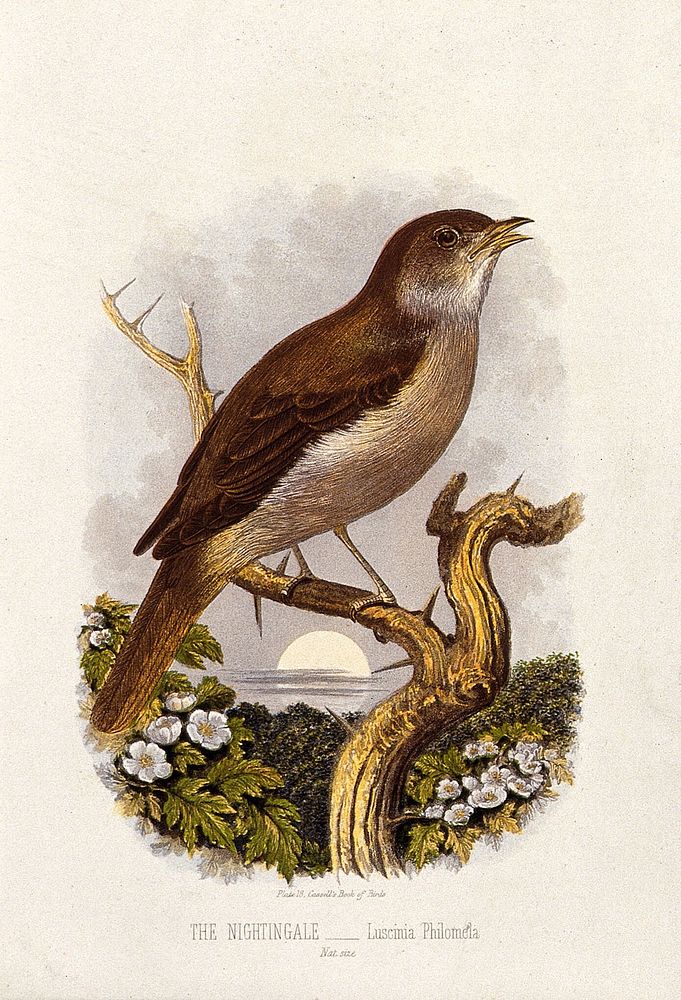 A nightingale (Luscinia philomela). Colour lithograph, ca. 1875.