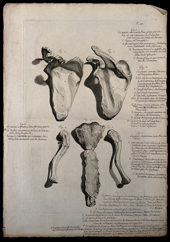 The scapula (figures 1-2) and the clavicle (figures 3-4) and the sternum seen from the front (figure 5). Engraving after G.…