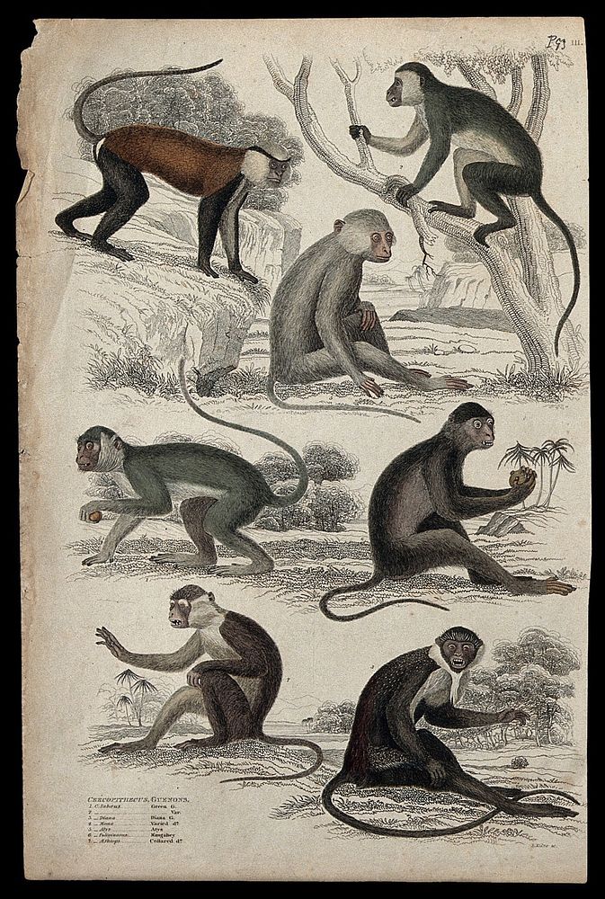 Seven different specimen of the genus Cercopithecus (guenons) shown in their natural habitat. Coloured etching by S. Milne.