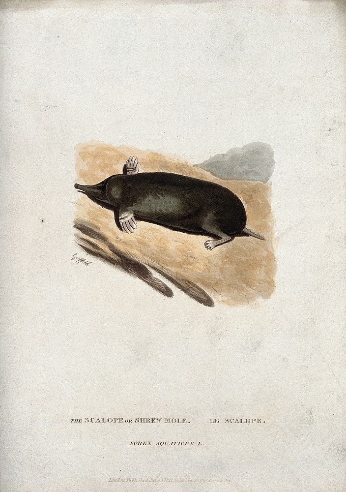 A shrew-mole (Scalops species). Coloured engraving by Griffith, ca 1822.