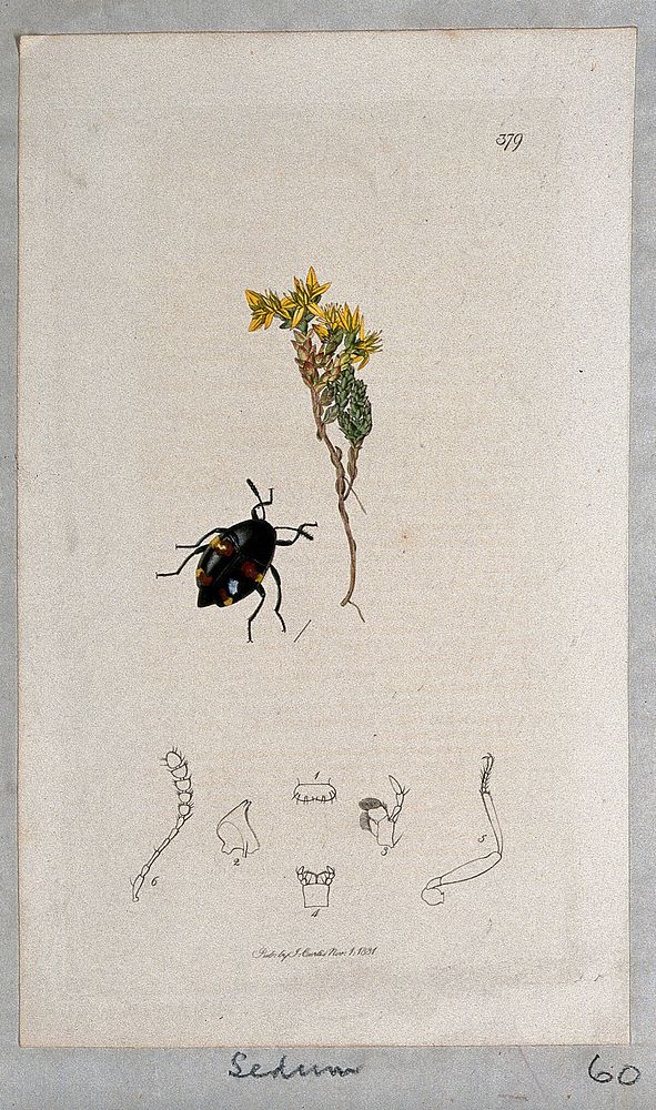 Stonecrop or wall pepper plant (Sedum acre) with an associated beetle and anatomical segments. Coloured etching, c. 1831.
