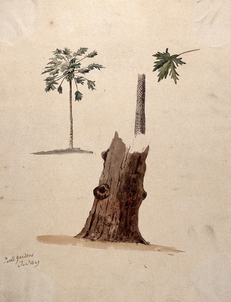 A palm tree with detailed paintings of the trunk and leaf. Watercolour, 1849.