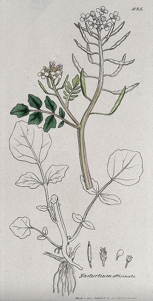 Watercress (Nasturtium officinale): flowering stem, leaf and floral segments. Coloured engraving after J. Sowerby, 1801.