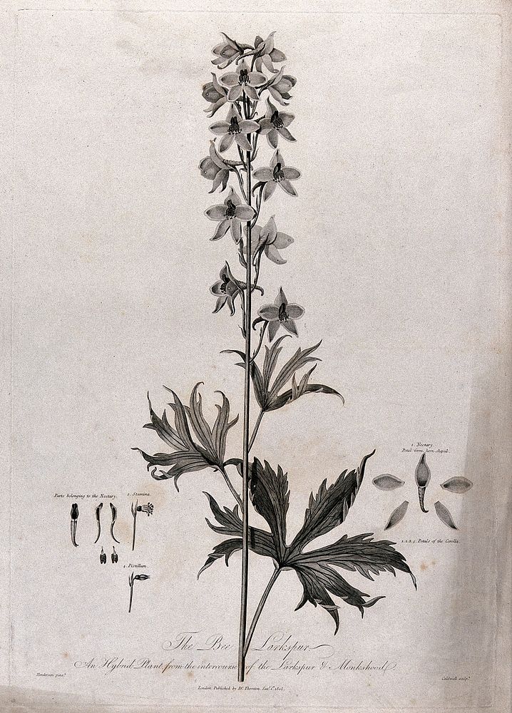 Bee Larkspur (Delphinium sp. var.): flowering stem with separate labelled floral segments. Engraving by J. Caldwall, c.1805…