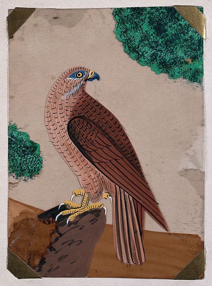 A brown falcon sitting on a rock. Gouache painting on mica by an Indian artist.