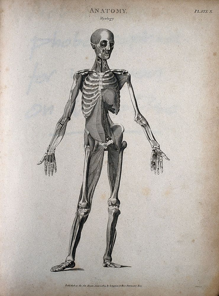 A standing male écorché figure: front view, showing the skeleton and muscles. Engraving by T. Milton, 1803.