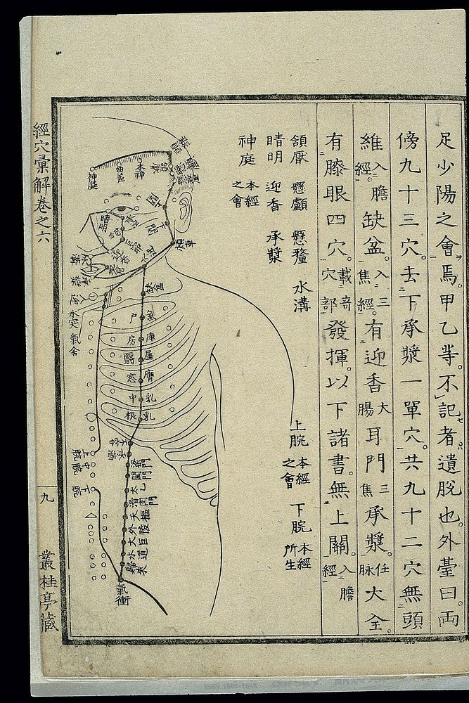 Acu-moxa chart: Stomach channel of foot yangming, Japanese