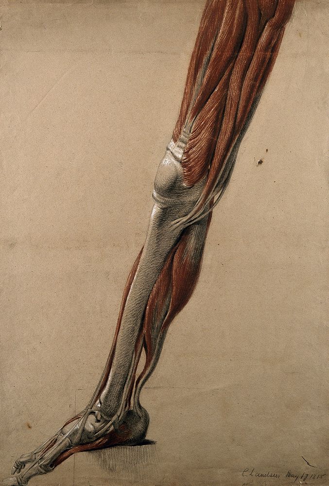 Right écorché leg and foot (life-size), showing the bones, muscles and tendons. Red chalk and pencil drawing, with…