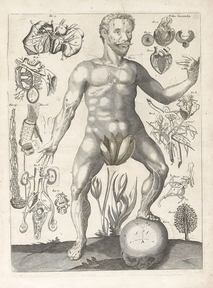 A survey of the microcosme; or, The anatomy of the bodies of man and woman. Wherein the skin, veins, arteries, nerves…