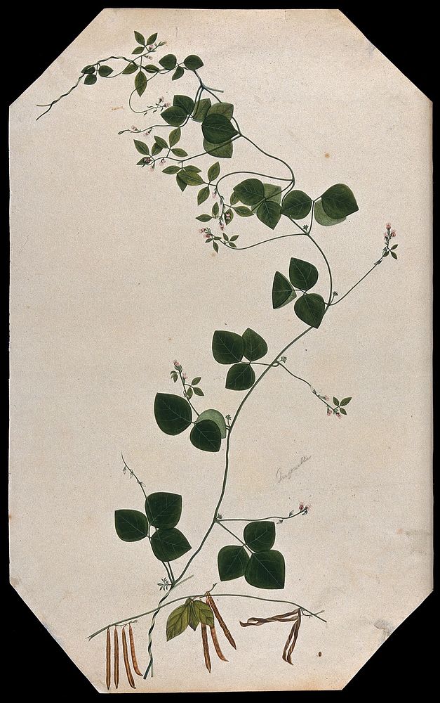 A plant (Trigonella species): flowering and fruiting stems with seed. Watercolour.