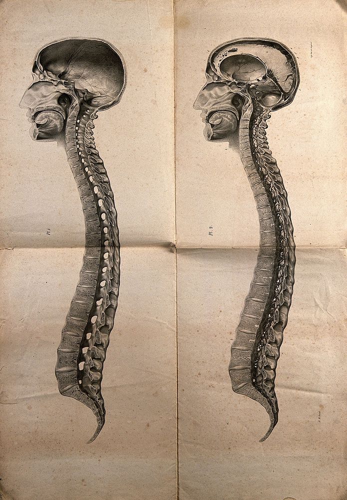 Cranium and vertebral column: two cross-sections. Lithograph by N.H Jacob, 1831/1854.
