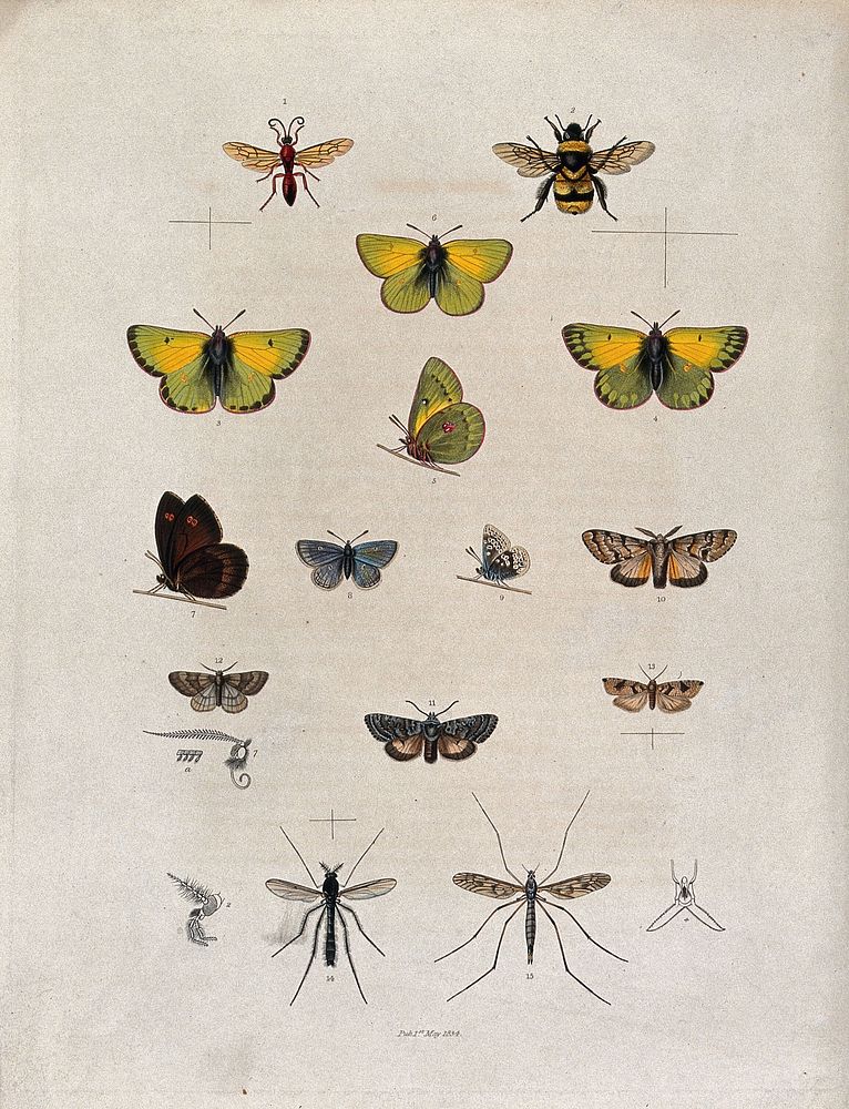 A bee, five butterflies (including a pale clouded yellow), six moths and two crane flies with details of antennae. Coloured…