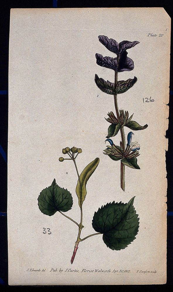 Two examples of flowering plant stems: a clary (Salvia sclarea) and lime (Tilia species). Coloured etching by F. Sansom, c.…