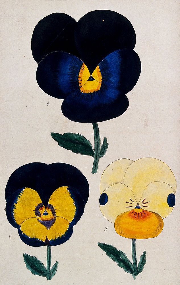 Flowers of three different varieties of pansy (Viola species). Coloured engraving by J. & J. Parkin, c. 1835.