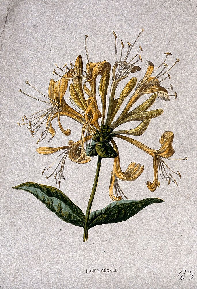 Woodbine (Lonicera periclymenum): flowering stem. Chromolithograph, c. 1877, after F. E. Hulme.