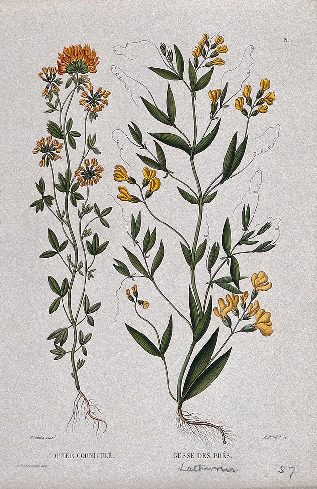 Bird's foot trefoil (Lotus corniculatus) and common vetch (Lathyrus pratensis): entire flowering plants. Coloured etching by…