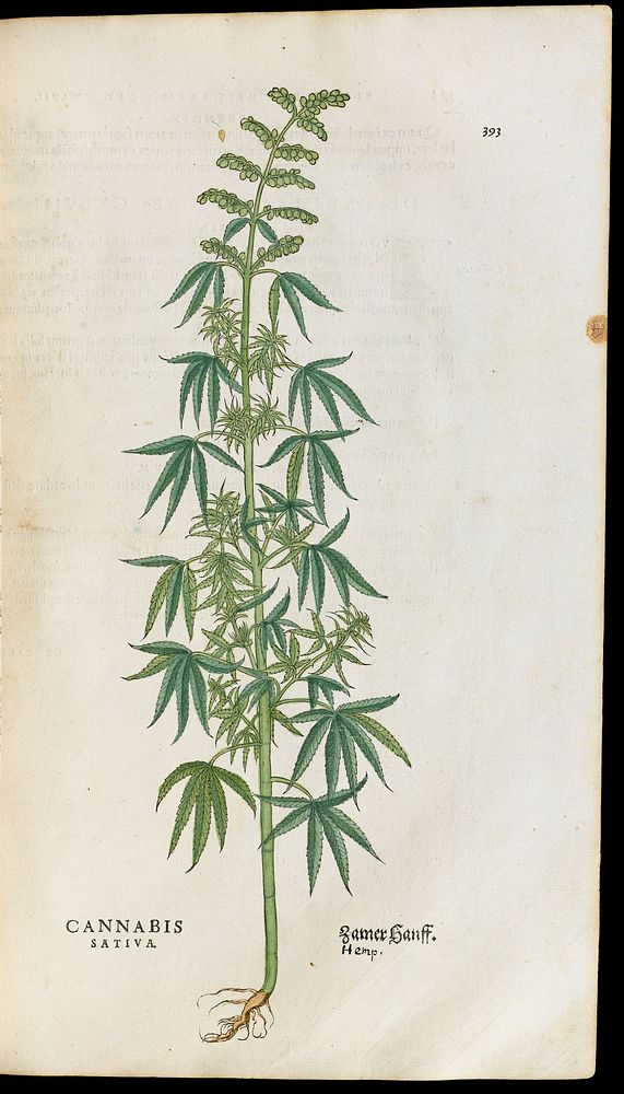 M0002892: Illustration from Historia Stirpium