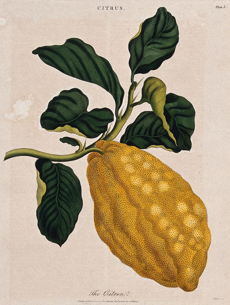 Citron (Citrus medica): fruiting branch. Coloured etching by J. Pass, c. 1800, after J. Ihle.