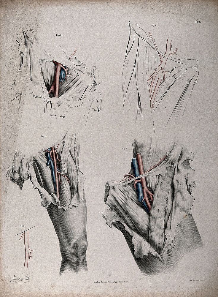 The circulatory system: dissections of the groin and thigh of a man, with the arteries and veins indicated in red and blue.…