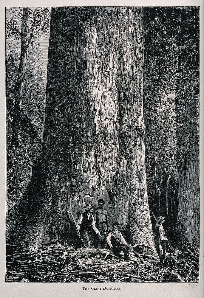 Four men standing by the huge trunk of an Australian mountain ash tree (Eucalyptus species). Wood engraving, c. 1867.