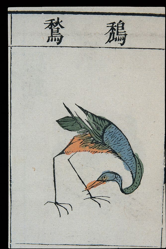 Ming herbal (painting): Adjutant bird
