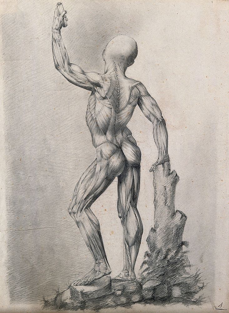 An écorché figure with left arm raised, leaning on a tree stump, seen from the back. Pencil drawing by or associated with A.…