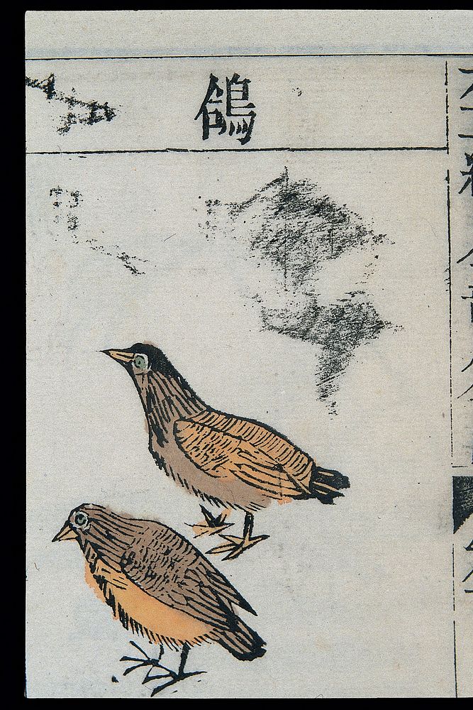 Ming herbal (painting): Pigeons