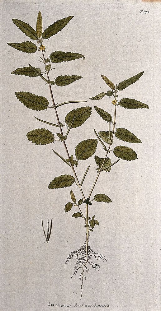 A plant (Corchorus trilocularis) related to jute: entire flowering and fruiting plant with separate fruit and seed. Coloured…
