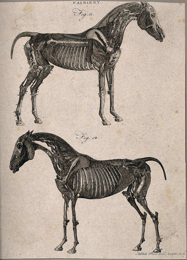 Two écorché horses: left and right side views. Line engraving with etching by A. Bell, 1770/1800.