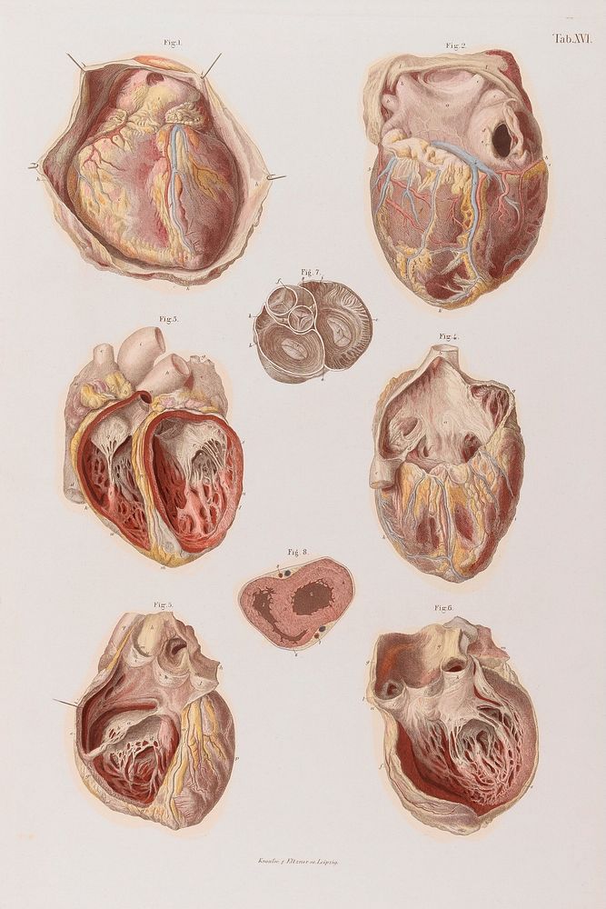 Atlas of human anatomy : with explanatory text / by C.E. Bock.
