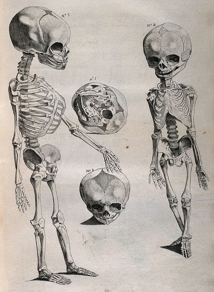 Foetal skeletons: front and side views, with two details showing skulls. Etching by or after J. Gamelin, 1778/1779.