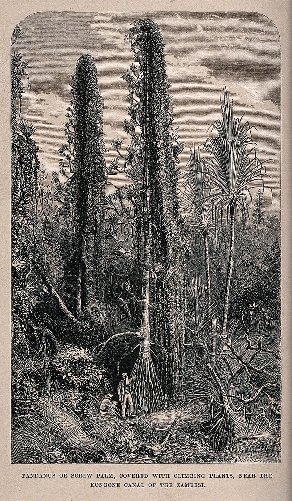 Screwpines (Pandanus species) covered with climbing plants, surrounded by lush tropical vegetation. Wood engraving, c. 1867…