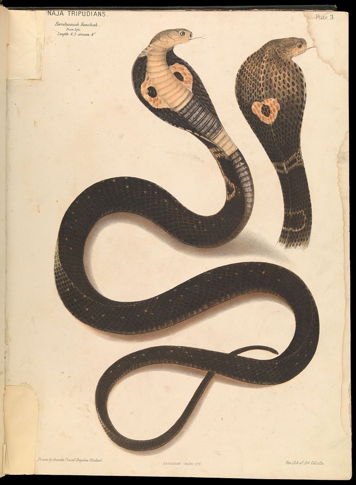 The Thanatophidia of India : being a description of the venomous snakes of the Indian Peninsula, with an account of the…