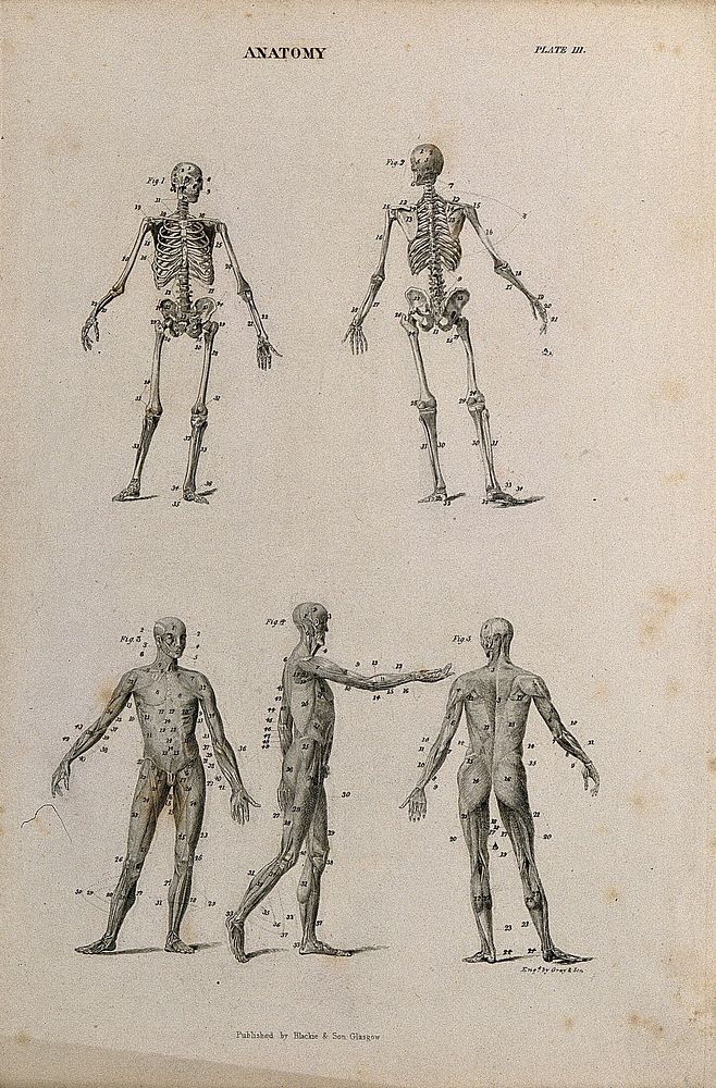 Two skeletons and three écorché figures. Engraving by Gray & Son, after Albinus, 1830/1850 .