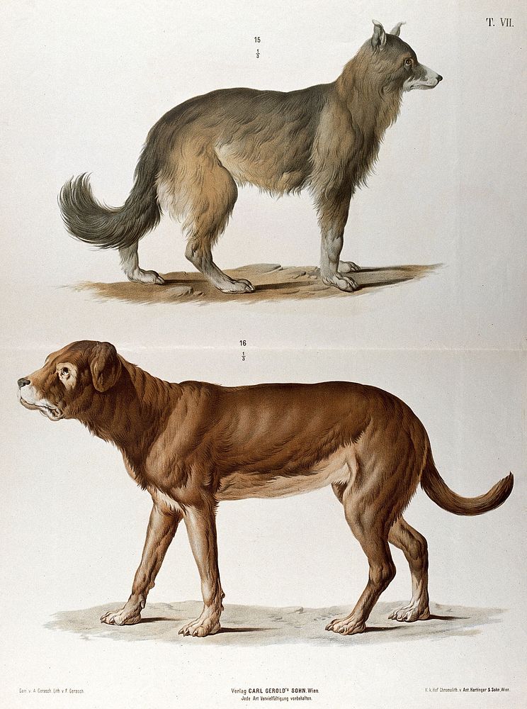 Two dogs of different breeds, shown standing in profile. Chromolithograph by F. Gerasch after A. Gerasch, 1860/1880.