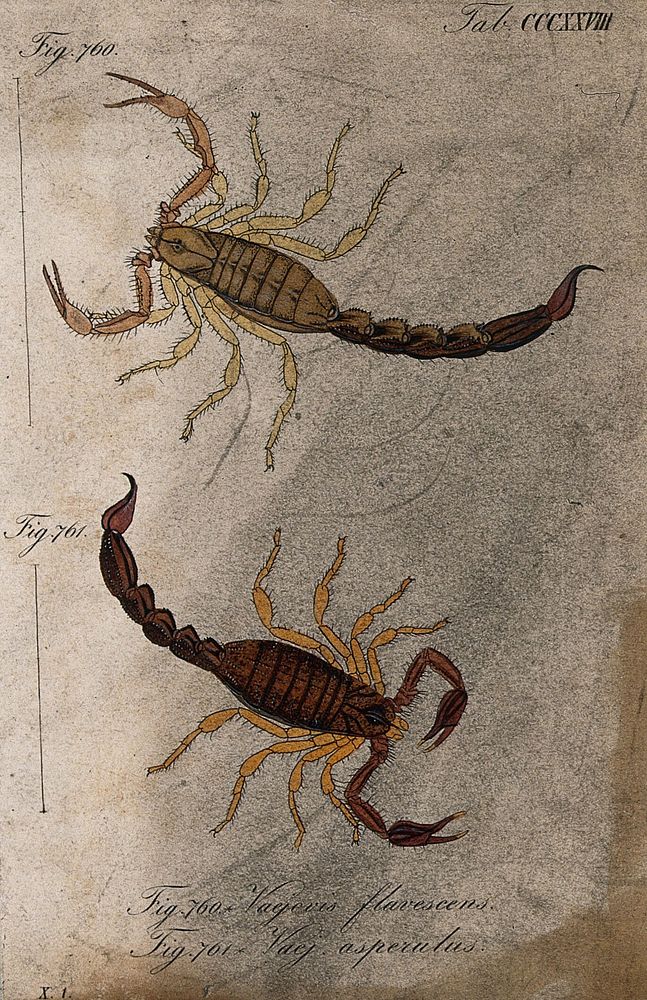 Two scorpions: Vaejovis flavescens and Vaej. asperulus. Coloured engraving.