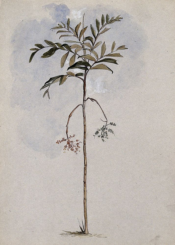 A palm tree in fruit. Watercolour after C. Goodall, 1846.