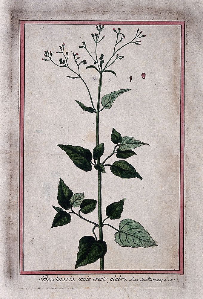 A species of Boerhavia: entire flowering plant with separate fruit. Coloured etching by M. Bouchard, 1772.