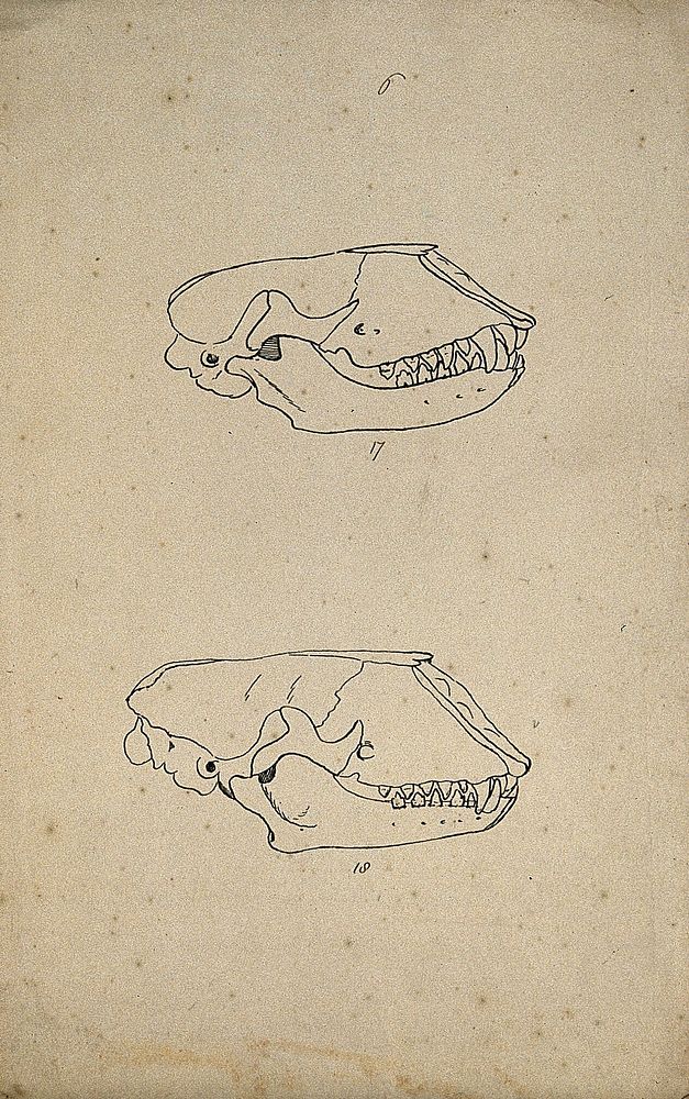 Two animal skulls, shown from the side. Lithograph by R. Ball  1857.